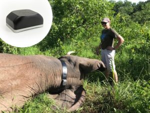 Elephant tracker
