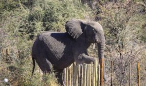 Elephants-detection-with-Machine-Learning